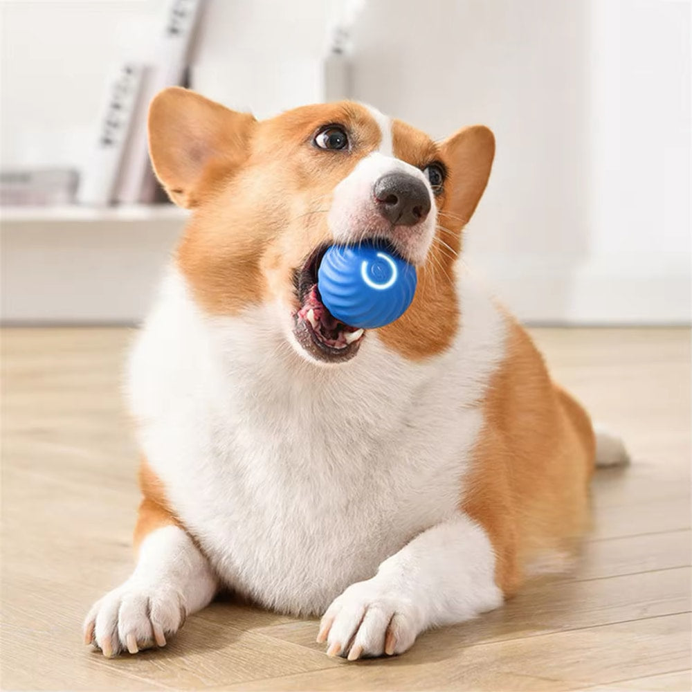 Interactieve Smart bal voor huisdieren